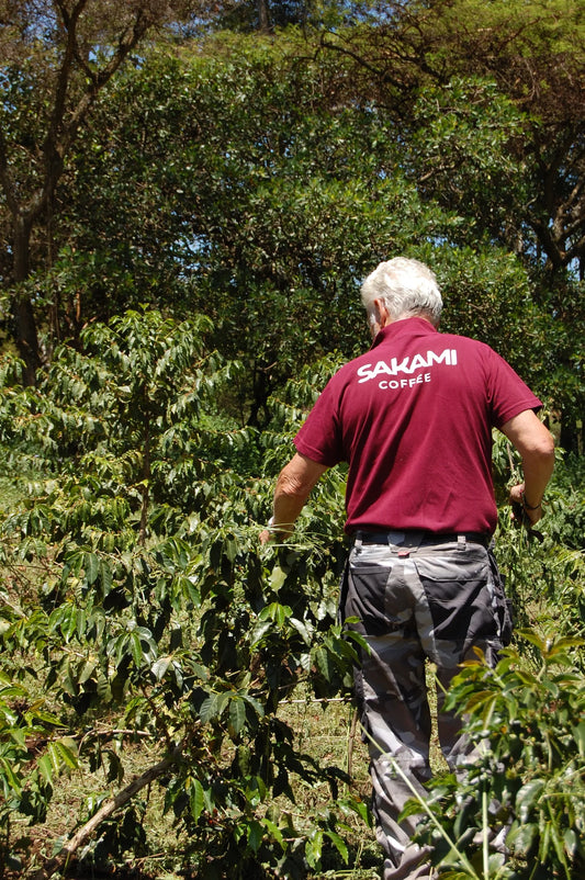 Kenia - Sakami Gloria