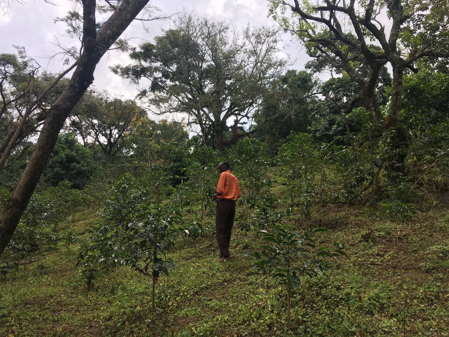 Ethiopië - Limmu Kossa