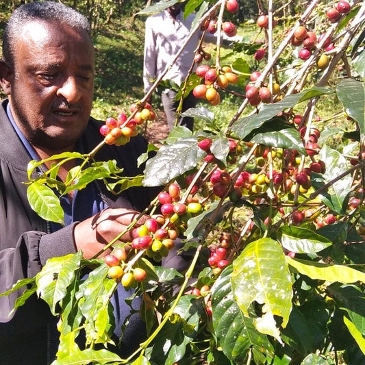 Ethiopië - Limmu Kossa