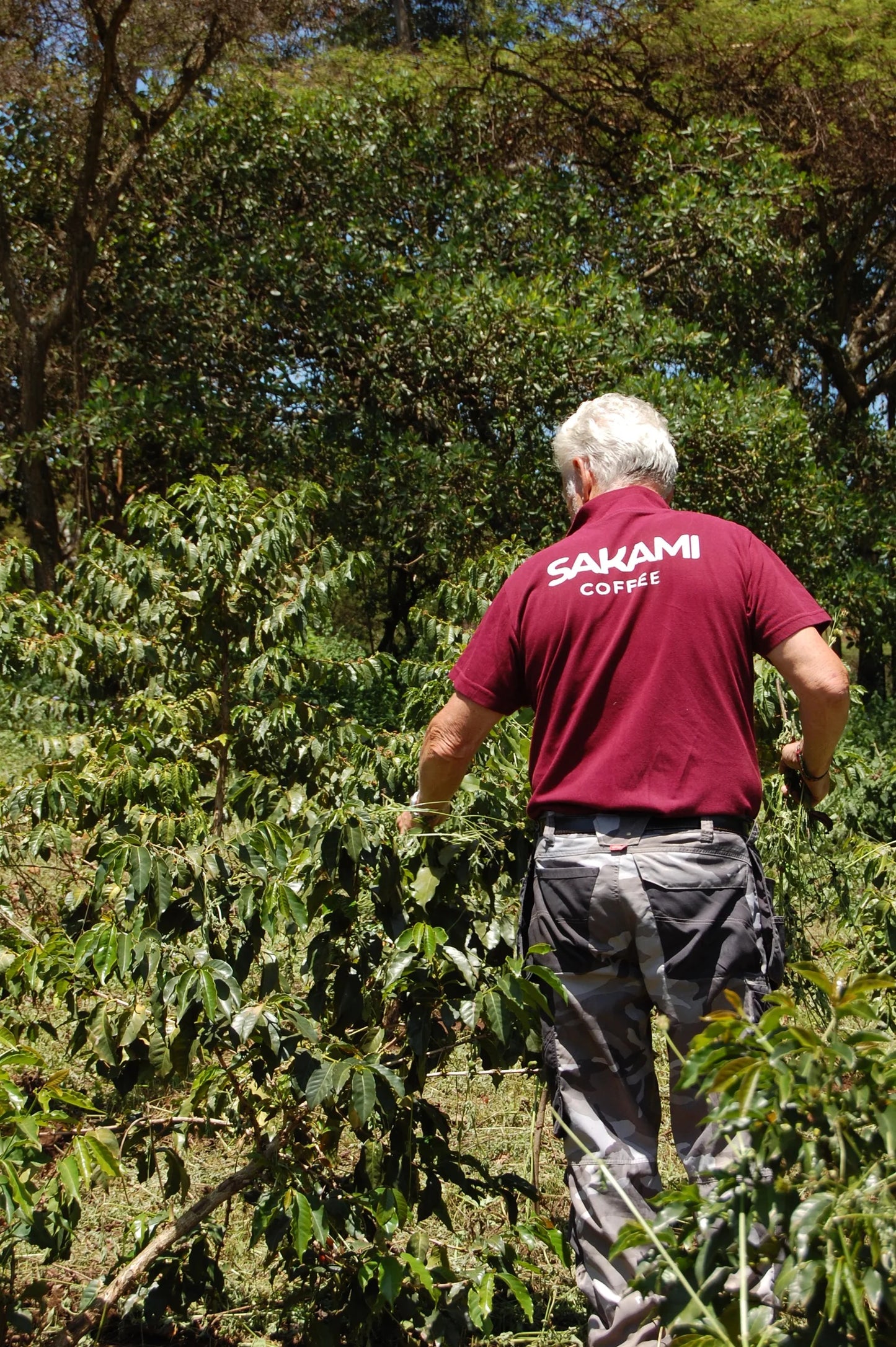 Kenia - Sakami Gloria