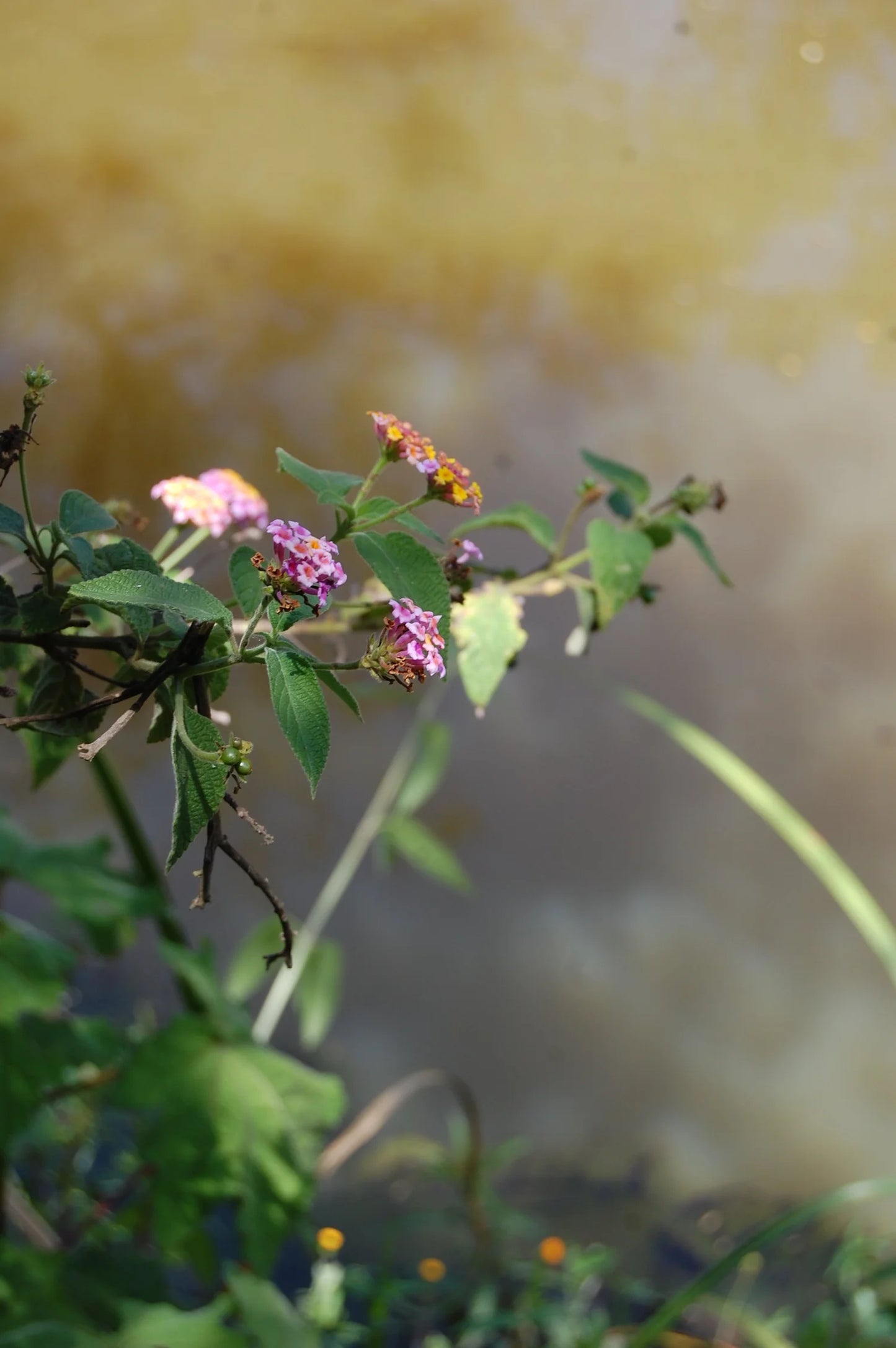 Kenia - Sakami Gloria