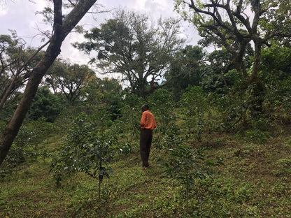 Ethiopië - Limmu Kossa