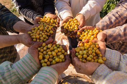 Brazilië - Capricornio Pionero