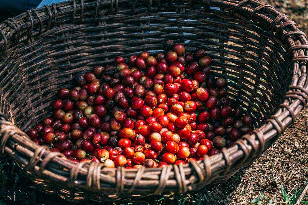 Ethiopië - Limmu Kossa